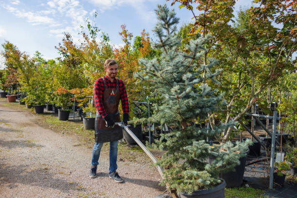 Best Large Tree Removal  in Northview, MI